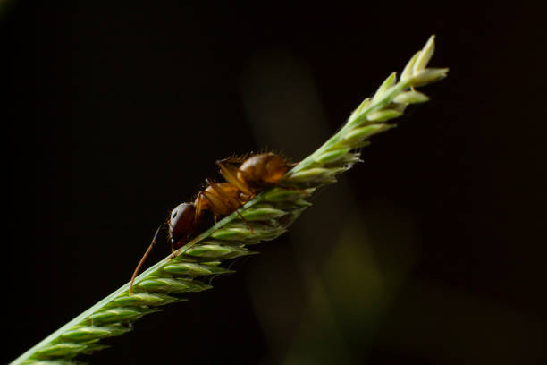 Macro photography of a small ant walking on a green leaf, with a dark background, looking for food.
