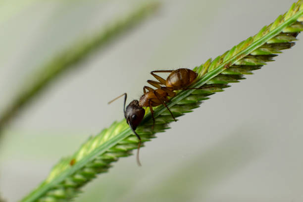 Macro photography of a small ant walking on a green leaf, with a blurred background, looking for food.