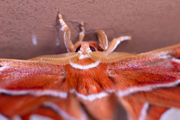 Beautiful butterfly resting with beautiful colors and large wings.