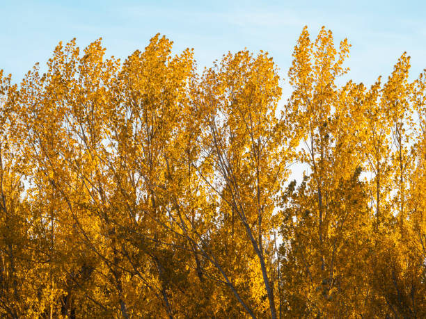 Branches of a tree in autumn