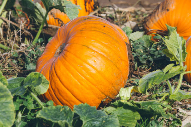 istock pumpkins on a pumpkin farm 2181604248