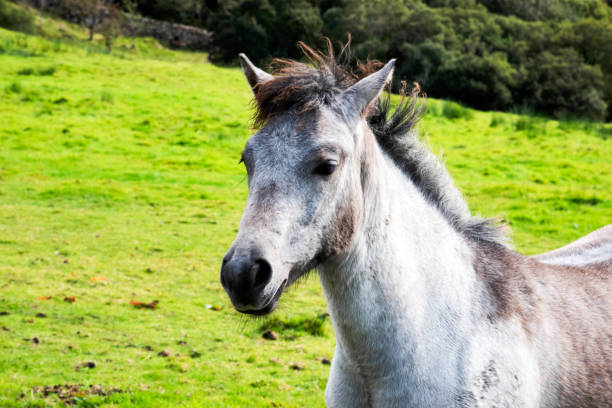 White Connemara pony in a field in Ireland. Connemaras ponies are prized for their agility,  hardiness,  jumping ability.