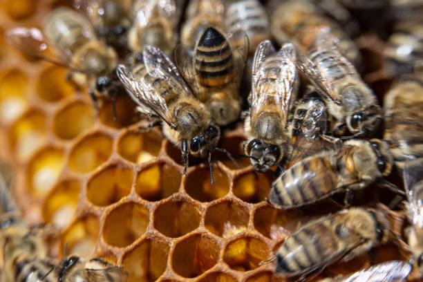istock Hard work for pure honey production in Ankara 2181604438