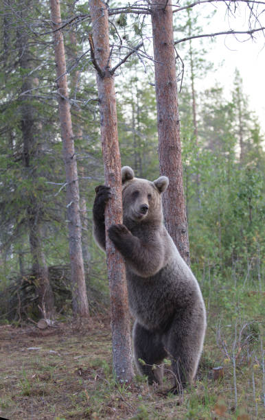 istock photo of a brown bear 2181604620