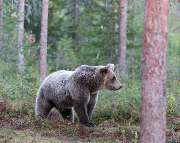 istock photo of a brown bear 2181604795