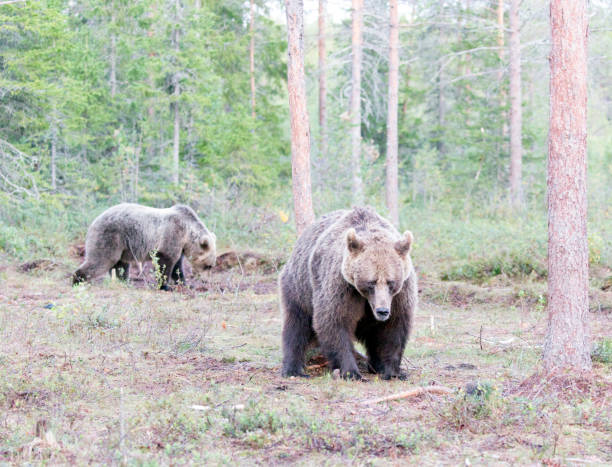istock photo of a brown bear 2181604802