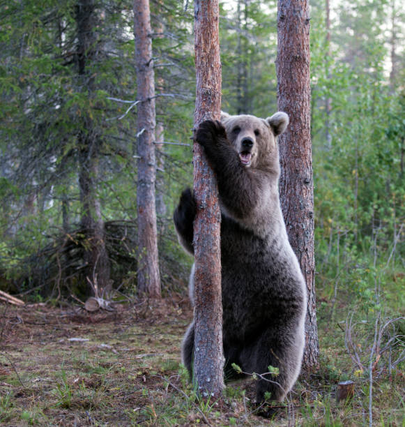 istock photo of a brown bear 2181605045