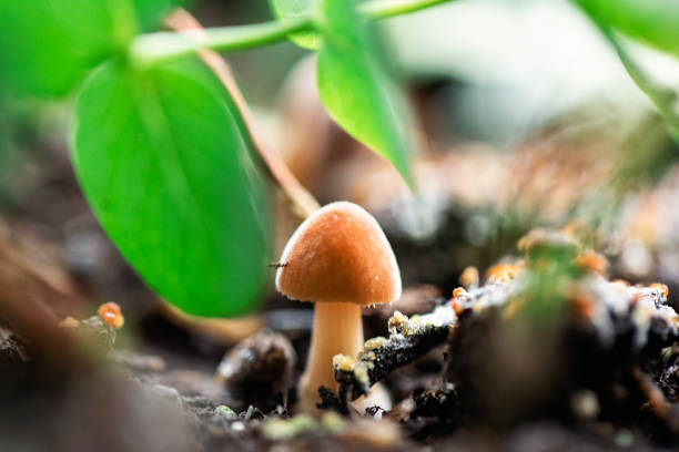 A tiny mushroom sprouts from the earth