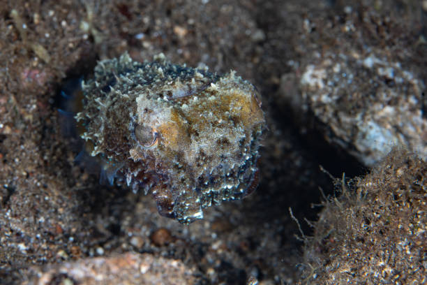 istock Dwarf Cuttlefish Camouflaged on Sandy Seafloor 2181605169