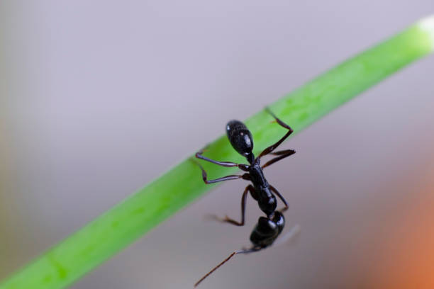 Macro photography of small ant upside down balancing on leaf, close up, white background