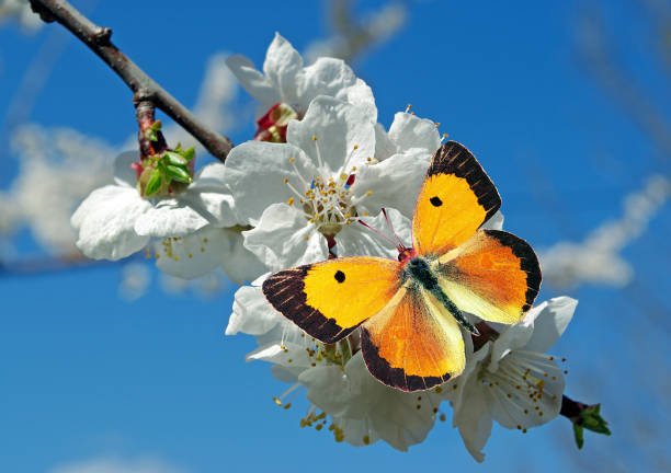 istock bright orange butterfly on white sakura flowers. close up 2181606697