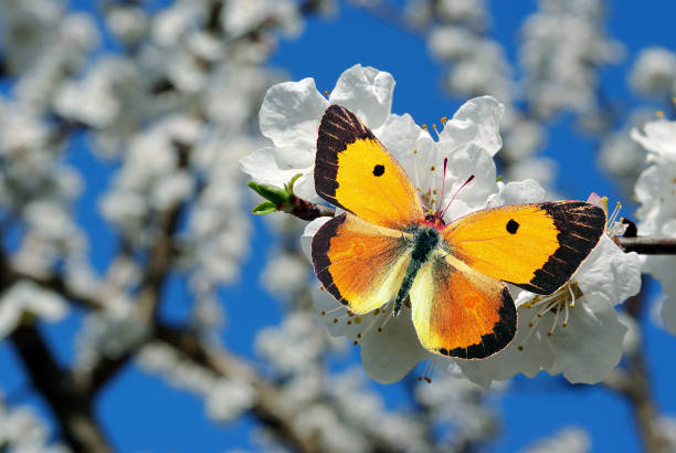 istock bright orange butterfly on white sakura flowers. close up 2181606699