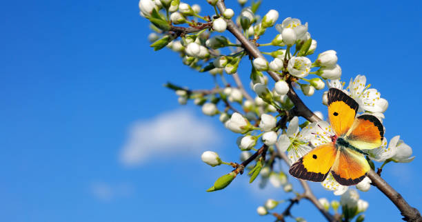 istock bright orange butterfly on white sakura flowers. copy space 2181606713