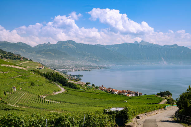 istock Vineyards around Lauzanne and lake Geneva 2181608156