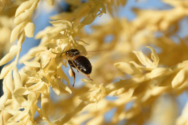 Italian Bee(s) pollinating a Queen Palm Tree in Northern California