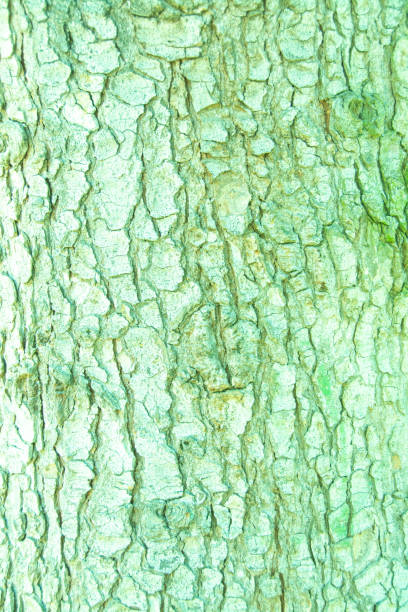 Light pastel mint green bark of a tree vertical texture background.