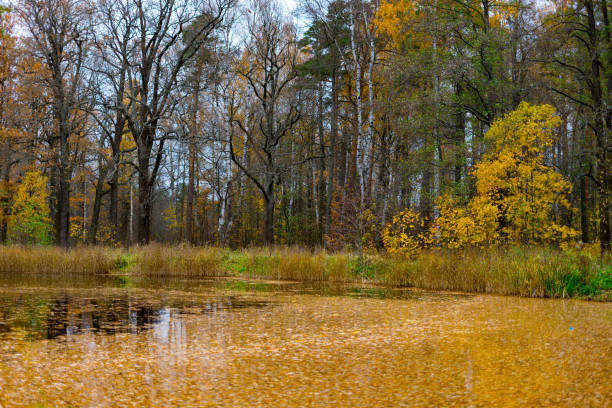 Landscape of autumn forest and lake with fallen yellow leaves