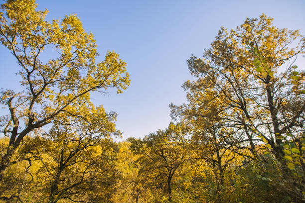 Oak trees with yellow leaves. Autumn landscape