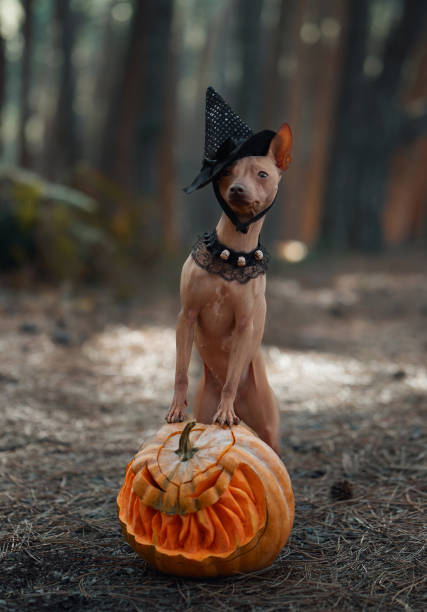 istock American Hairless Terrier wearing a witch hat with a pumpkin 2181612363