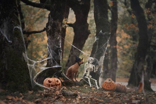 An American Hairless Terrier sits wearing a witch hat next to a carved pumpkin in a spooky forest. The Halloween decorations create a festive, eerie atmosphere.