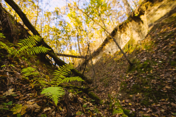 Green fern in autumn forest.