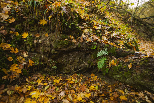 istock Green fern in autumn forest. 2181615262