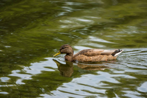 Duck swimming at pond
