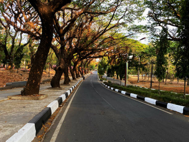istock A Winding Road Lined by Lush Trees in a Park 2181617207