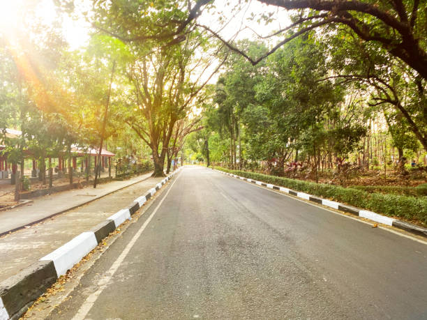 istock A paved road lined with lush greenery and sunlight filtering through the trees 2181619224