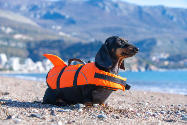 istock Dachshund in shark life jacket on beach 2181620751