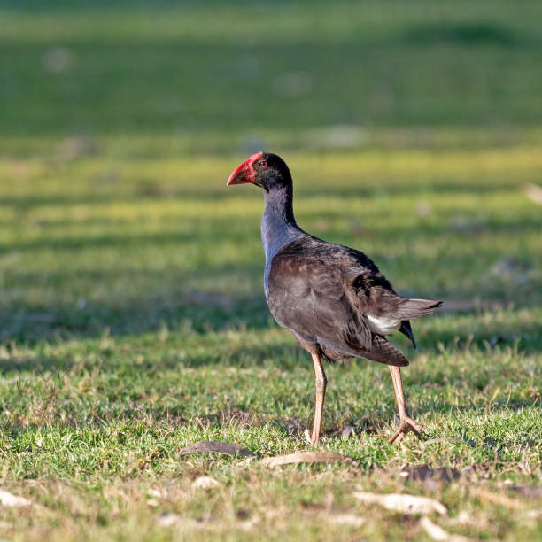 istock Australasian Purple Swamphen Bird on Grass 2181621053