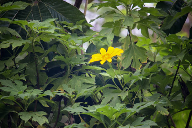 Wedelia flower with green leaves from top view with copy space