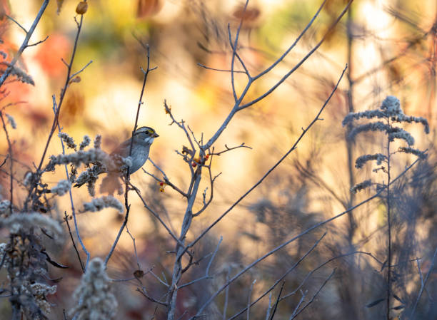 istock White-throated Sparrow in Autumn 2181621422