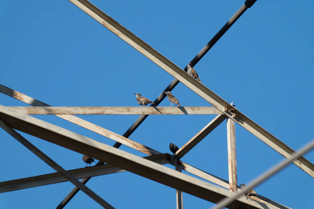 A flock of European Starlings perch up high on powerline structure in a field in Suffolk County,  Long Island,  NY.