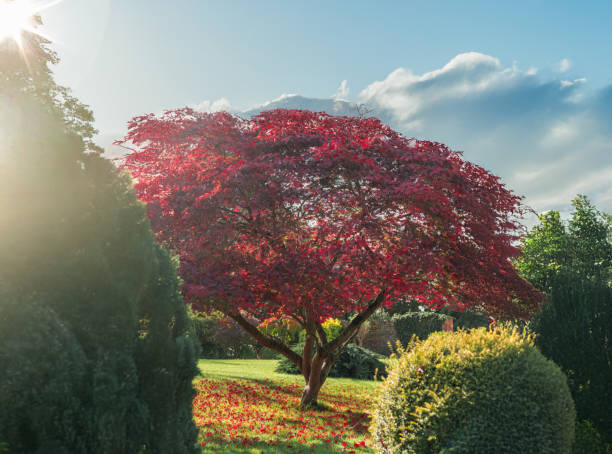 istock Japanese red maple tree in the autumn sunshine 2181622322