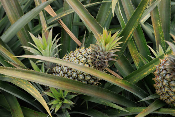 istock Pineapple grow on tree in garden 2181623479