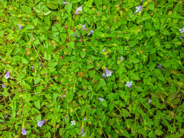 istock Top view a stretch of flowering grass. Nature background, background texture. 2181623739