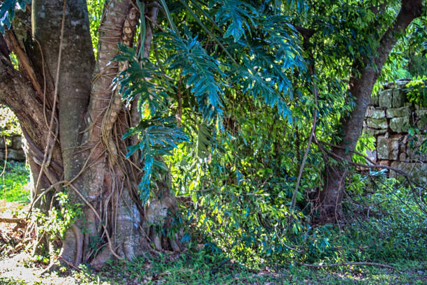 several trees in a jungle, misiones argentina