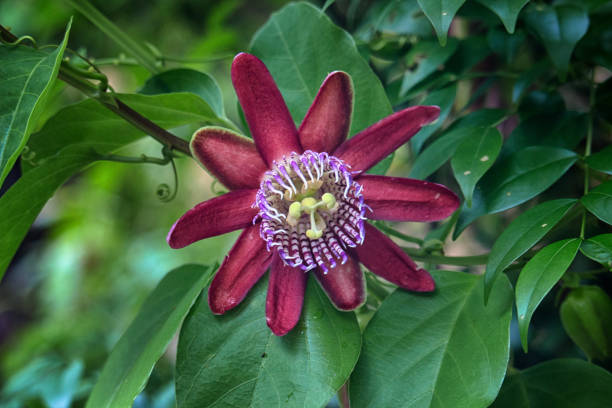 Close-up image of a red passion flower