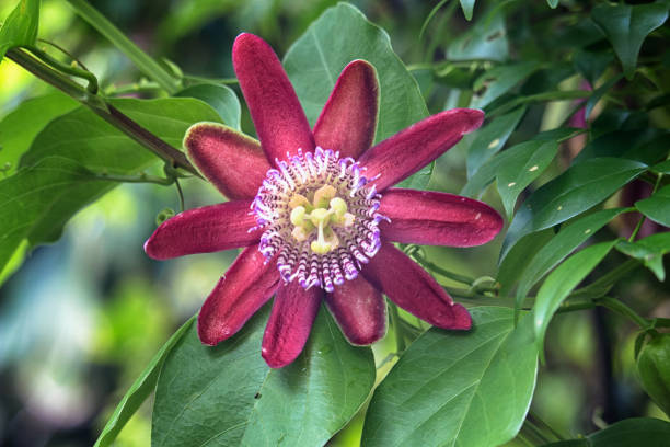 Tropical flower Giant Passion Fruit, Passiflora, Passiflora, close-up