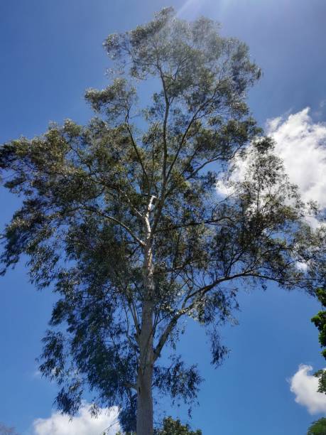 istock A tree silhouette on isolated blue sky background with white clouds. Beautiful sunny day nature. 2181625415