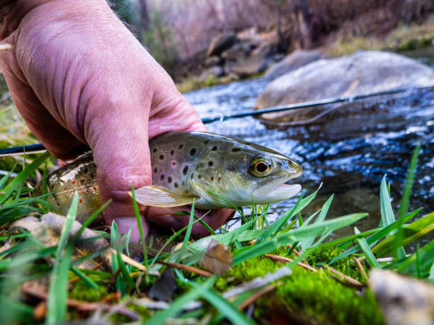 istock Hand Holding Small Brown Trout Along Creek 2181627369