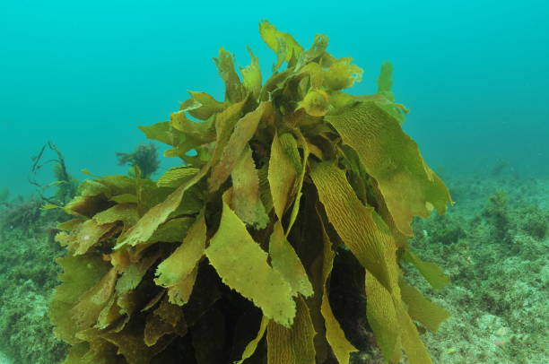 istock Tangled Fronds Of Brown Sea Weed 2181628638