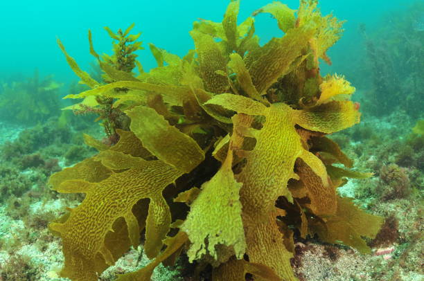 istock Tangled Fronds Of Brown Seaweed 2181628643