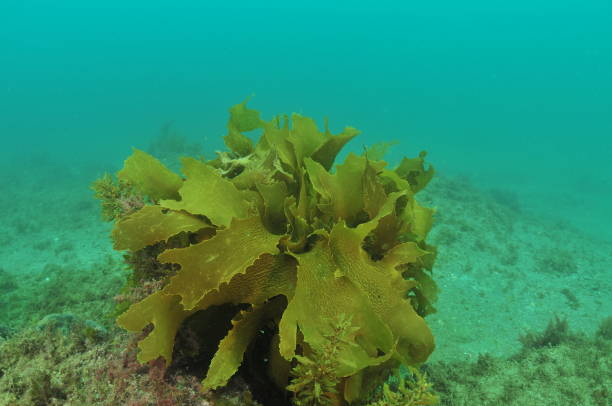 istock Tangled Fronds Of Seaweed 2181628645