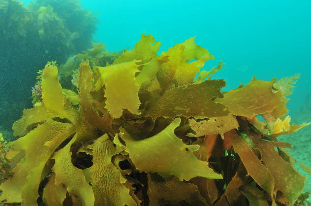 istock Tangled Fronds Of Brown Alga 2181628663
