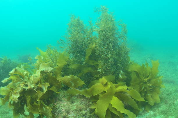 istock Seaweeds In Shallow Bay 2181628683