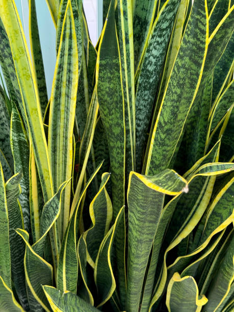 istock Sansevieria trifasciata plant 2181631221