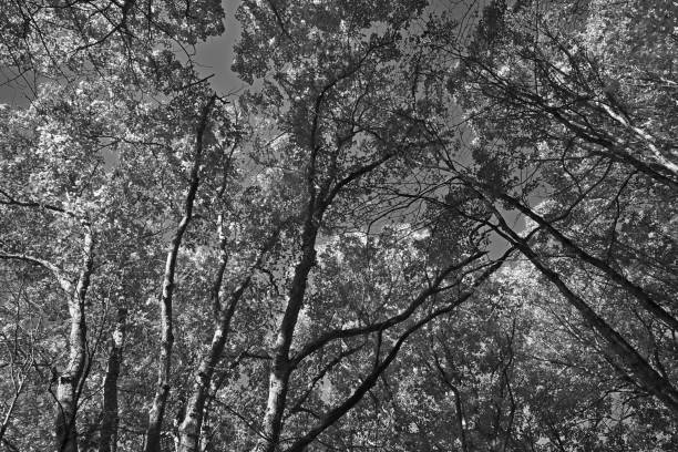 Autumn in black and white. Oak woodland, Connecticut.