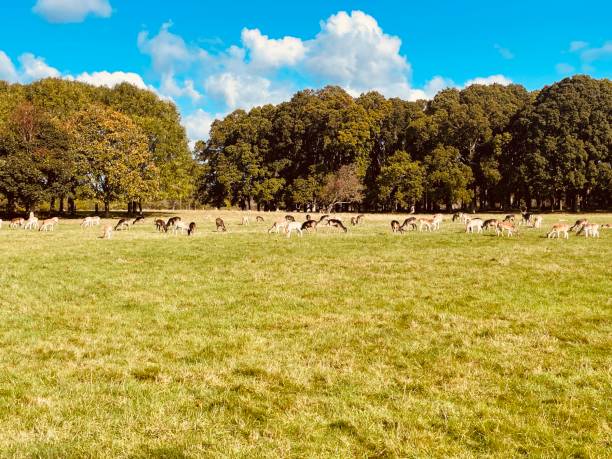 istock A herd of deers grazing grass in the park 2181636334